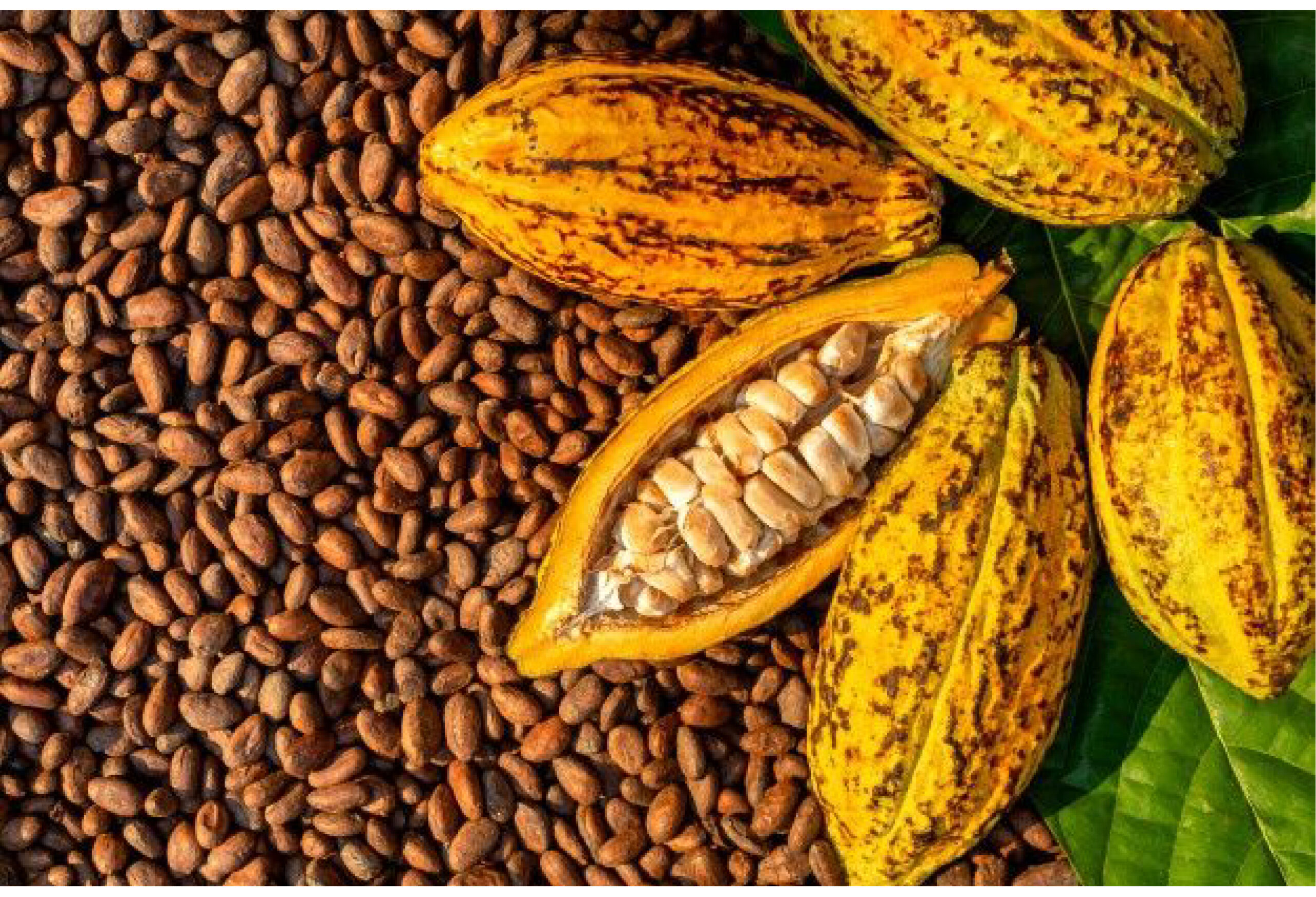 Cacao